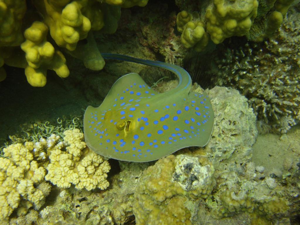 Resort Red Sea Dive Center 3*