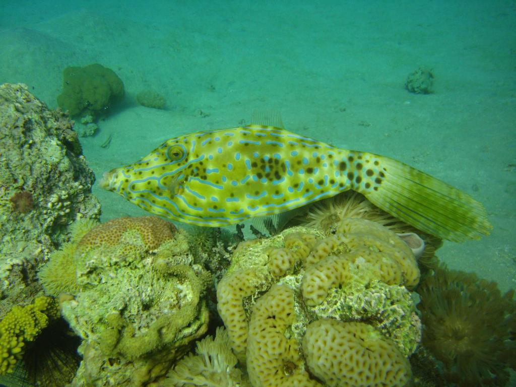 Red Sea Dive Center Resort 3*