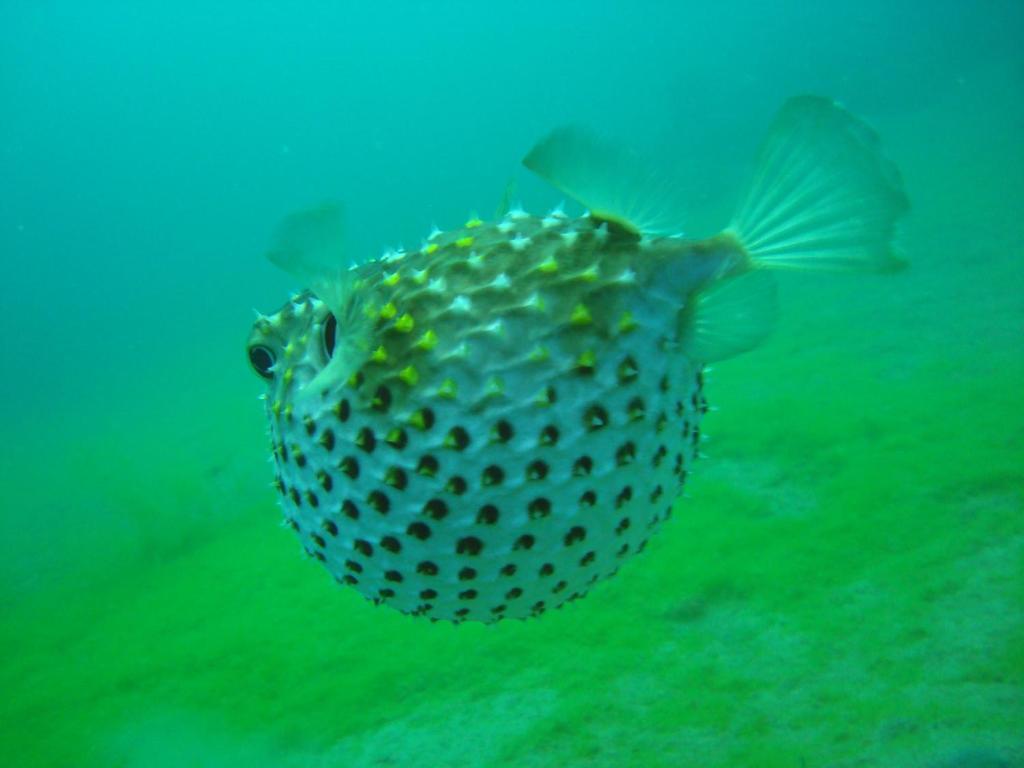 Red Sea Dive Center Resort Akaba