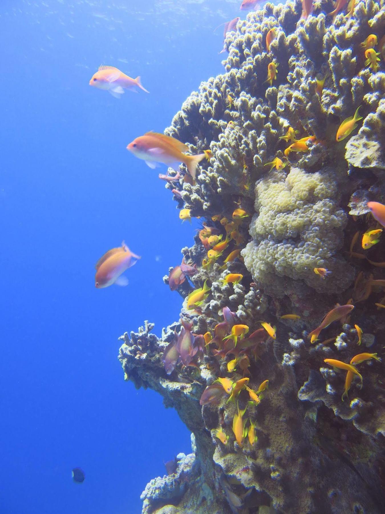 Red Sea Dive Center Resort